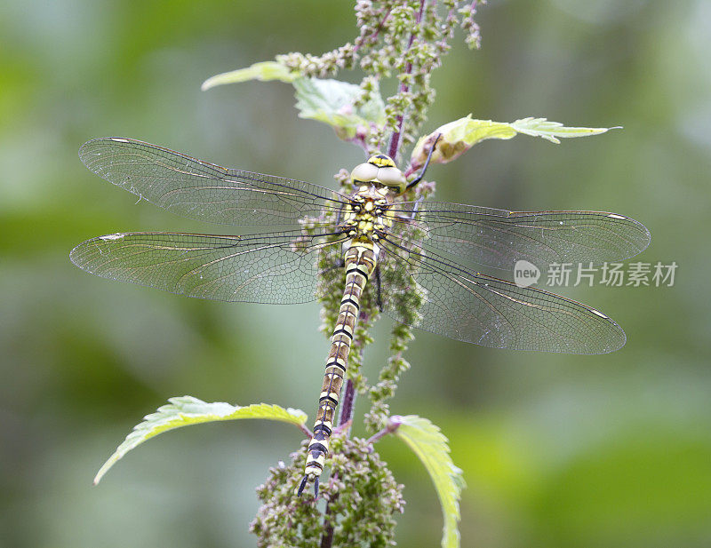 南鹰蜻蜓(Aeshna cyanea)雌性